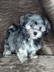 Havanese Jay